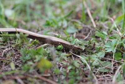 Anguis fragilis - slowworm